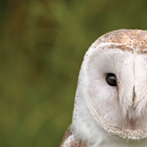 Animal Welfare Sunday- Resources