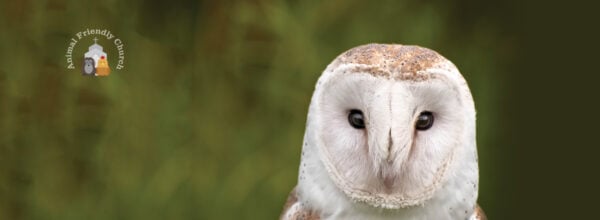 Animal Welfare Sunday- Resources