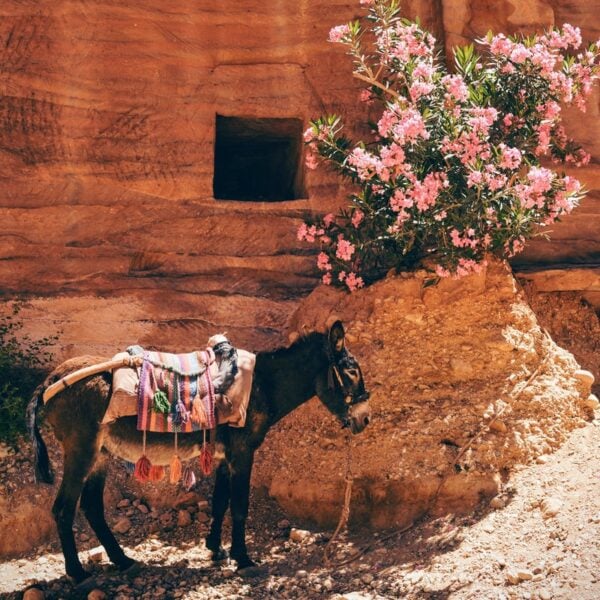 3. Animal Stories: Scripture and Saints- Balaam and the Donkey