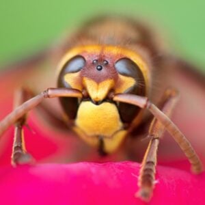 4. Our Job: Stewards and Creation- Making a bug house