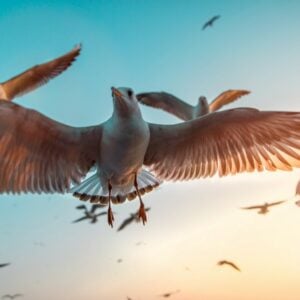 4. Our Job: Stewards of creation- Making Fat-Ball Bird-Feeders