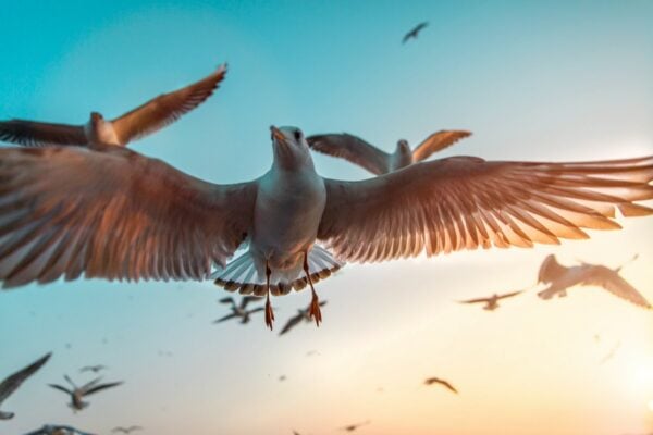 4. Our Job: Stewards of creation- Making Fat-Ball Bird-Feeders