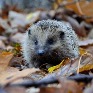 4. Our Job: Stewards and Creation- Making a hedgehog hotel