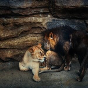 2. SUSTAINER AND REDEEMER: GOD’S CARE FOR CREATION- Loving God and Animal Feelings