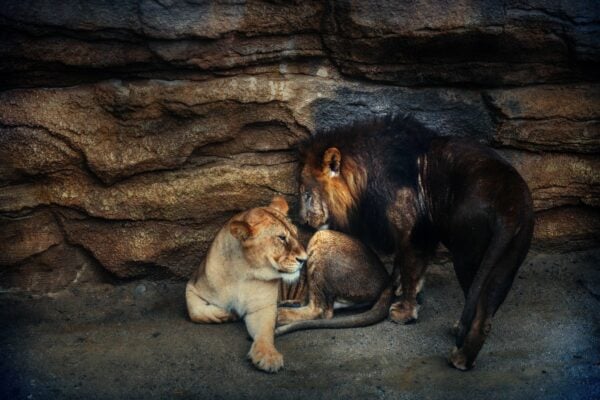 2. SUSTAINER AND REDEEMER: GOD’S CARE FOR CREATION- Loving God and Animal Feelings