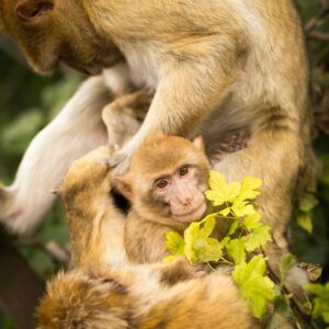 Amazing Creation Celebrating and Caring For God's Creatures- Monkey See, Monkey Do