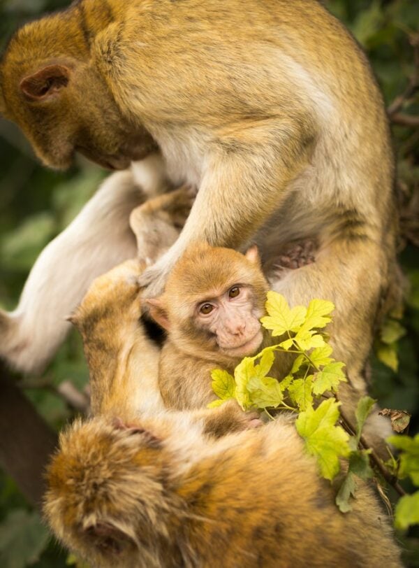 Amazing Creation Celebrating and Caring For God's Creatures- Monkey See, Monkey Do