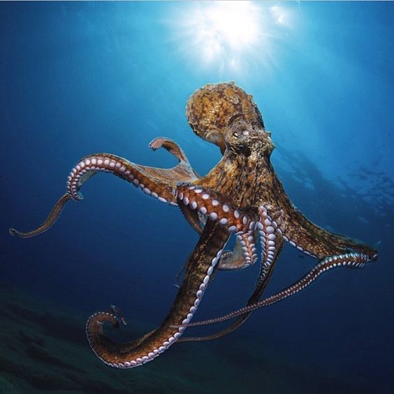 2. SUSTAINER AND REDEEMER: GOD’S CARE FOR CREATION- Octopus and Coconuts