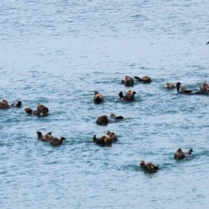 3. Animal Stories: Scripture and Saints- St Cuthbert's otter cupcakes