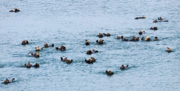 3. Animal Stories: Scripture and Saints- St Cuthbert's otter cupcakes