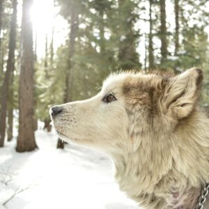 Following the Saints- St Francis: Wolf Brother
