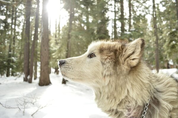 Following the Saints- St Francis: Wolf Brother