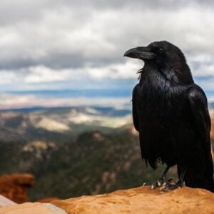3. Animal Stories: Scripture and Saints- Elijah's bread from the ravens