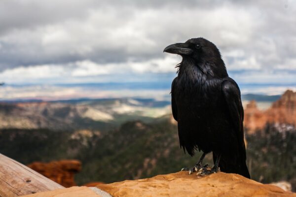 3. Animal Stories: Scripture and Saints- Elijah's bread from the ravens