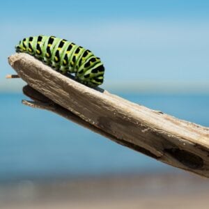 1.In the Beginning: Animals and Creation- Seven Day Boxes
