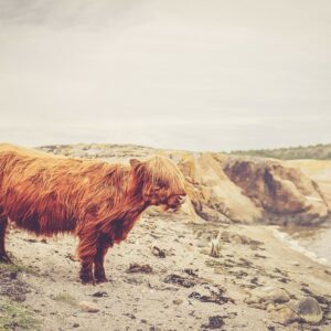 Animals and the Bible- The Aurochs: A Biblical Beast Gone Forever