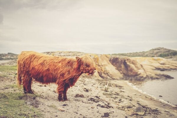 Animals and the Bible- The Aurochs: A Biblical Beast Gone Forever