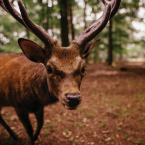 Animal Welfare Sunday- Resource Images