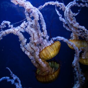 Amazing Creation Celebrating and Caring For God's Creatures Football Sized Eyes- The Cool Colossal Squid
