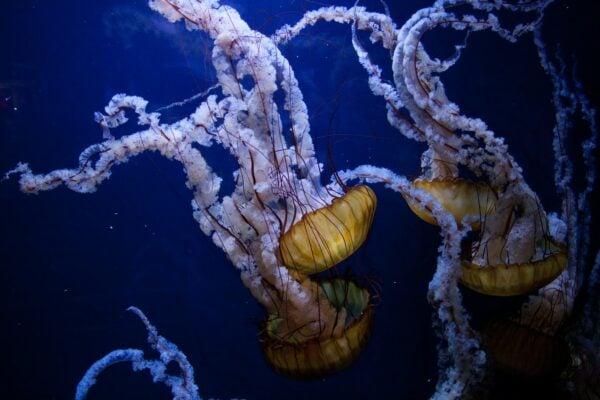 Amazing Creation Celebrating and Caring For God's Creatures Football Sized Eyes- The Cool Colossal Squid