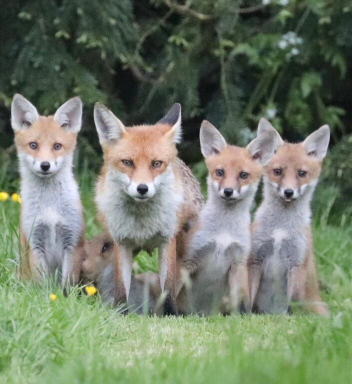 Foxes – mischeif making and fun!