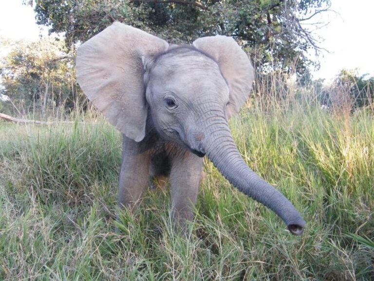 ifaw Conservation and Room to Roam for the African Elephant