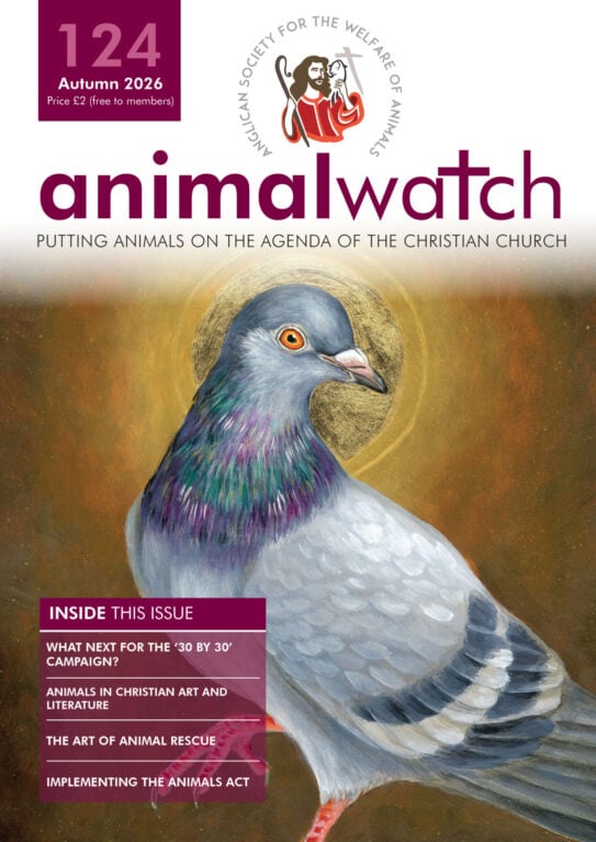 Autumn Animal Watch